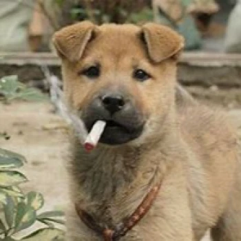 Smokepup