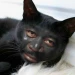 serdareedus