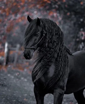 1Equestrian1