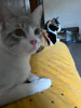 Ritco