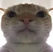Michifus_Miau