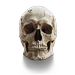 Ghost_jeen