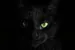 xGATOSx