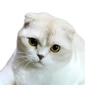 UBAMI