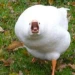 PatoEnojado