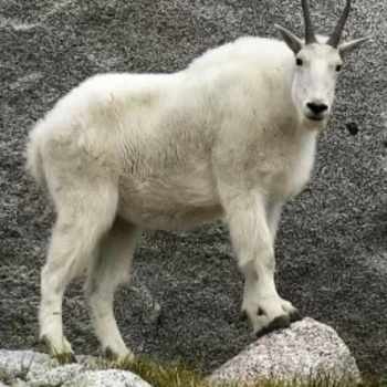 czerro