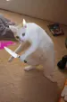Ticucho