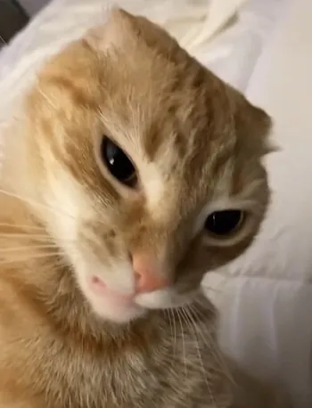 olivercito3