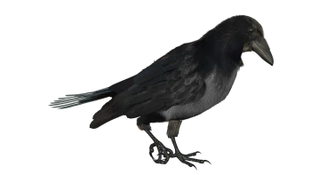 Crows_Nest_RPG