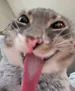 vincenzooos