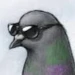 Pimpsterpidgeon
