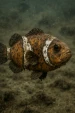 DirtyNemo