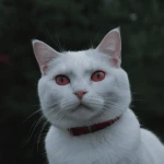 PhantomlyReaper profile picture