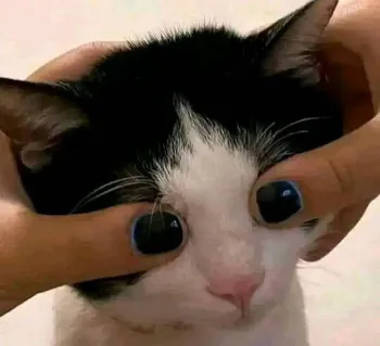 Dariiih
