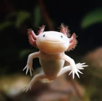 axolotMan123