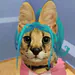 jessiblop