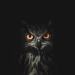 TheNightOwl6969