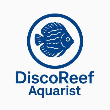 Disco_Reef