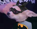 grekko