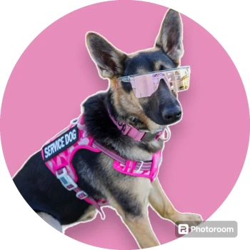 Chanelthegermanshepherd