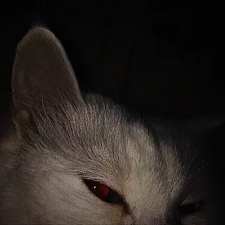 smisti0nych