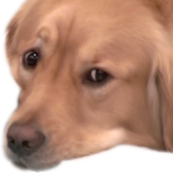 Kick profile picture for @bummer