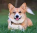 CorgiFanClub1337