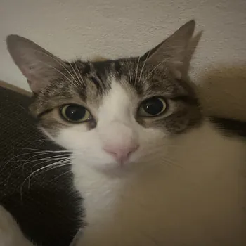 caelumpr Kick Profile Picture