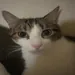 caelumpr