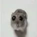 gassyhamster