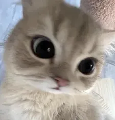 lixcennnpm