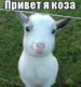 medoedikss