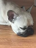 Flop_2