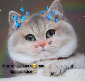 fatcatbfme