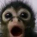 TinchoSUDAM