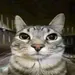 gato_pex