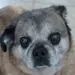 Wolfrock22