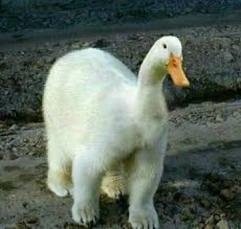 patitopost