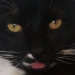 c3k0u