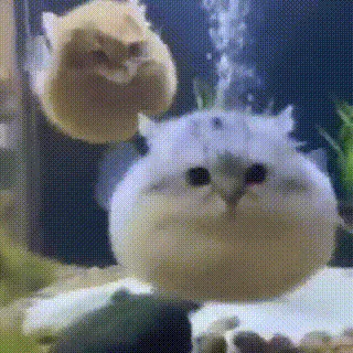 Catromi
