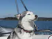 marexthedog