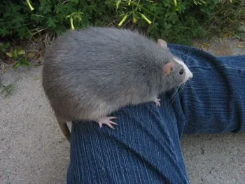 Fatatouille78
