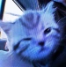 rltuss avatar