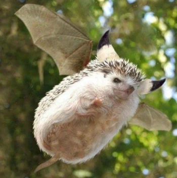 Belbio