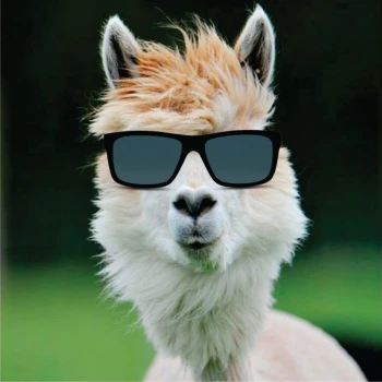 TIOALPACA