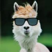 TIOALPACA