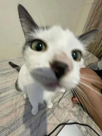catfishbobby