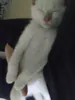 ZazilR