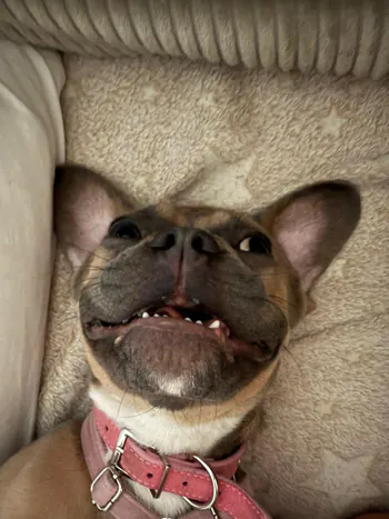 bat0niasty