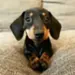 vitor_0303